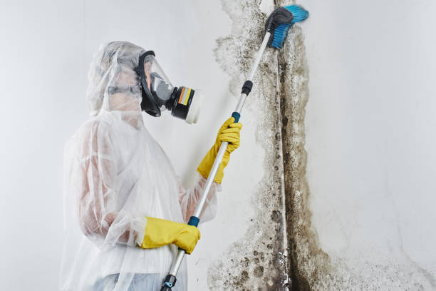 Best Professional Mold Removal  in Head Of The Harbor, NY