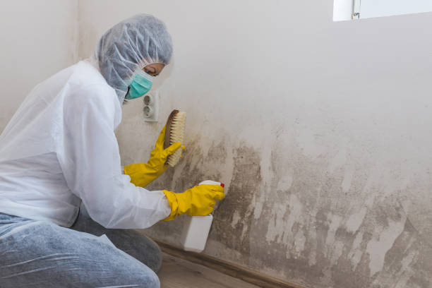 Best Local Mold Removal Service  in Head Of The Harbor, NY