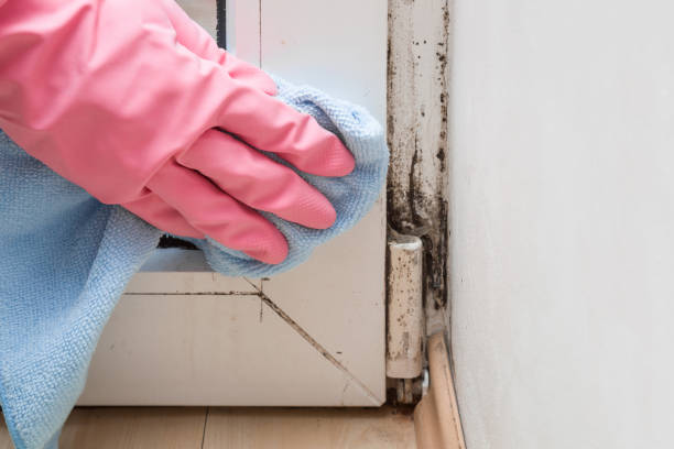 Best Mold Damage Repair  in Head Of The Harbor, NY